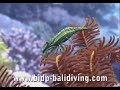 Beautiful Underwater Creatures, Bali Indonesia