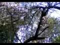 videos de Cerezo (L)