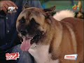 Animal X - Nisip purtat de vant - Original