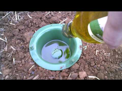 how to get rid of european earwigs
