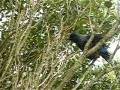 videos de 2 Tuis Talking.MOV