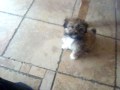 Shih-poo,9 weeks old