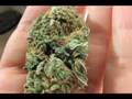 CRAZY OG KUSH NUG - Super Close Up - Watch in HIGH QUALITY