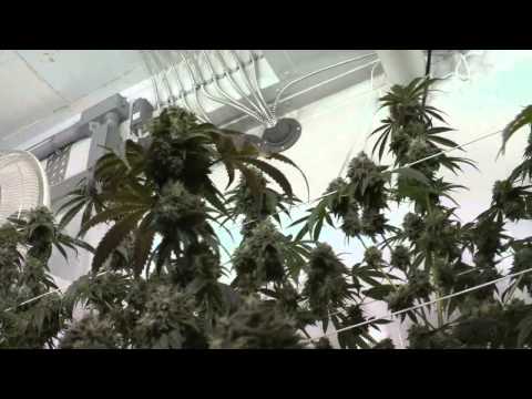 UG 78 Medi Grow