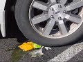 Running Over Fruit With a Rental Car Running Over Fruit With a Rental Car