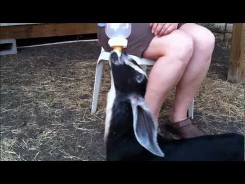 how to practice feeding bottle