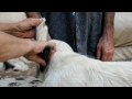 Golden retriever puppy grooming-2/Груминг щенка голден ретривера-2