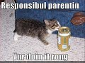 vERY fUNNY cATS 19