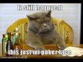 vERY fUNNY cATS 19
