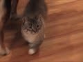 megan just being megan.  special appearences by cyclone and slinky.