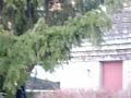 Jackass Dylan Scafe Bush Jump Jackass Dylan Scafe Bush Jump