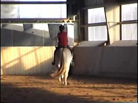 how to train a fjord horse