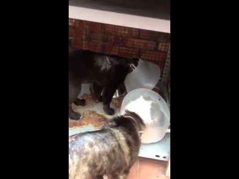 tombola bingo tombola bingo