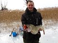 жерлица