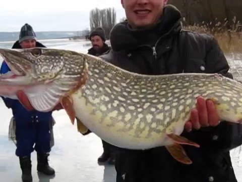 что такое жерлица pike flag что такое жерлица pike flag