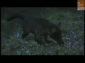 Mammals Vs. Dinos- Mammalian Sensory Development