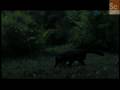 Mammals Vs. Dinos- Mammalian Sensory Development