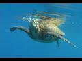 Home Movies - 2008-05-23 - Molokini Crater & Turtle Town (Pa