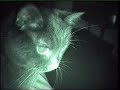 cats are traditionally regarded as having psychic ability. throughout history, cats have been linked to the paranormal whether through witchcraft or having a 6th sense ability. so we decided to put the theory to practice on orbs. if orbs are dust, surely a cat couldn`t detect them as a psychic presence as cat`s don`t have infrared vision. a simple enough premise. here is the result, so judge for yourself..
website: http://haunted-earth.org/h/