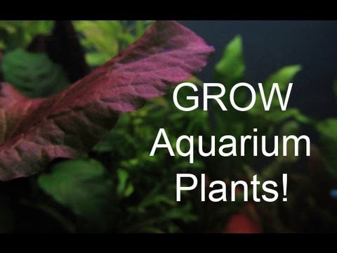 how to grow aquatic moss