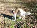 Vermont siberian husky pulling sled, having fun Vermont siberian husky pulling sled, having fun