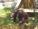 Orangutan eating at the Seoul Grand Park Zoo