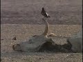 UNICEF: Kenya's nomadic Turkana tribes amongst hardest...