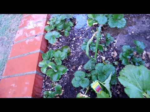 how to use sensi grow part a and b