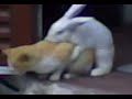 Sexo animal
