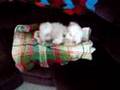 videos de Panzerth's New Dog Sammie!