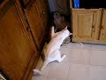 Whack Cats Whack Cats
