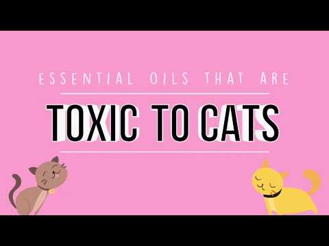 Essential Oils That May Be Toxic to Cats