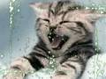 videos de Contagious Yawning
