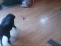 Pug vs Heilcopter