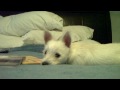 Amelie First Heartworm Med.AVI