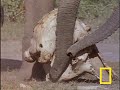 Elephants Mourning