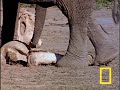 Elephants Mourning