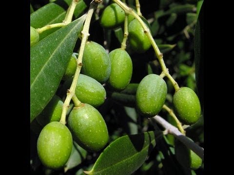 how to grow olive tree from seed