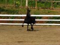 VICTORY., STER MARE, ARRIETA FRIESIANS