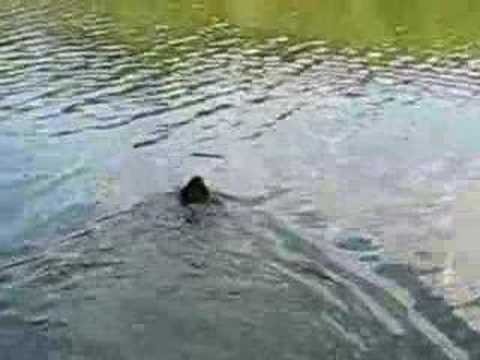 Henry Water Retrieval--First of Day
