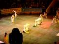 Acrobatic Festival