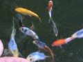 shusui fingerlings shusui fingerlings