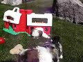 AKC Lhasa Apso Puppies (Maverick & Senator)