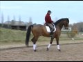 PLR Patrick LE ROLLAND - Leçon 1/6 Dressage Cheval Horse