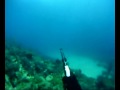 Chasse sous marine Loups à  Marseille