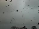 red kites at gigrin farm, mid wales, 14/01/2008