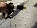 DOG! Vs. DUCK!, Part 2