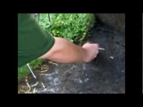 how to collect worms for fishing