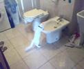Gatta Musetta e il bidet