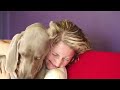Gipsy the Weimaraner